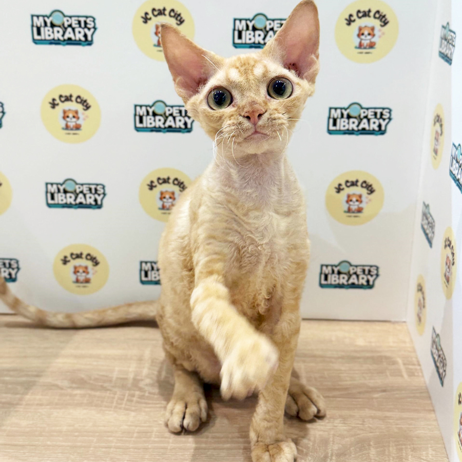 Devon Rex Kitten (Male) For Sale