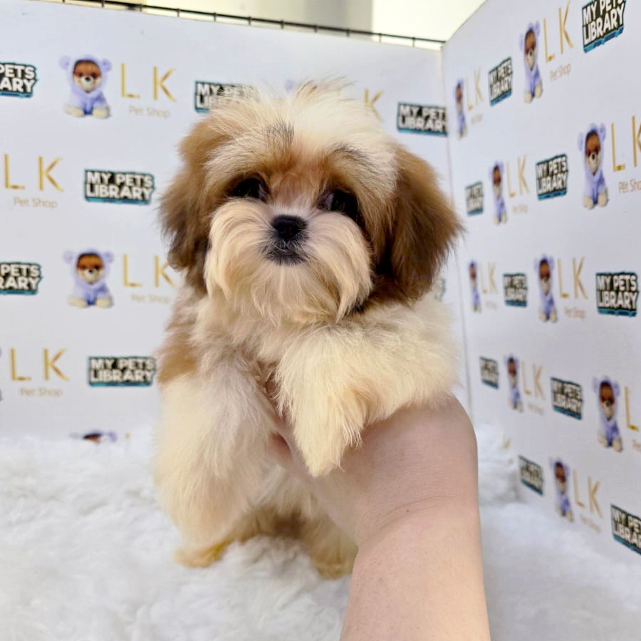Shih Tzu Puppy (Female) For Sale