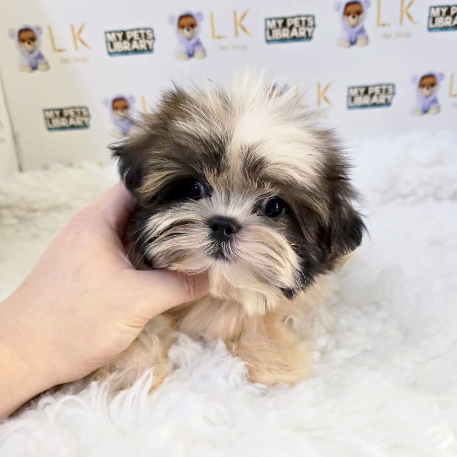 Shih Tzu Puppy (Male) For Sale