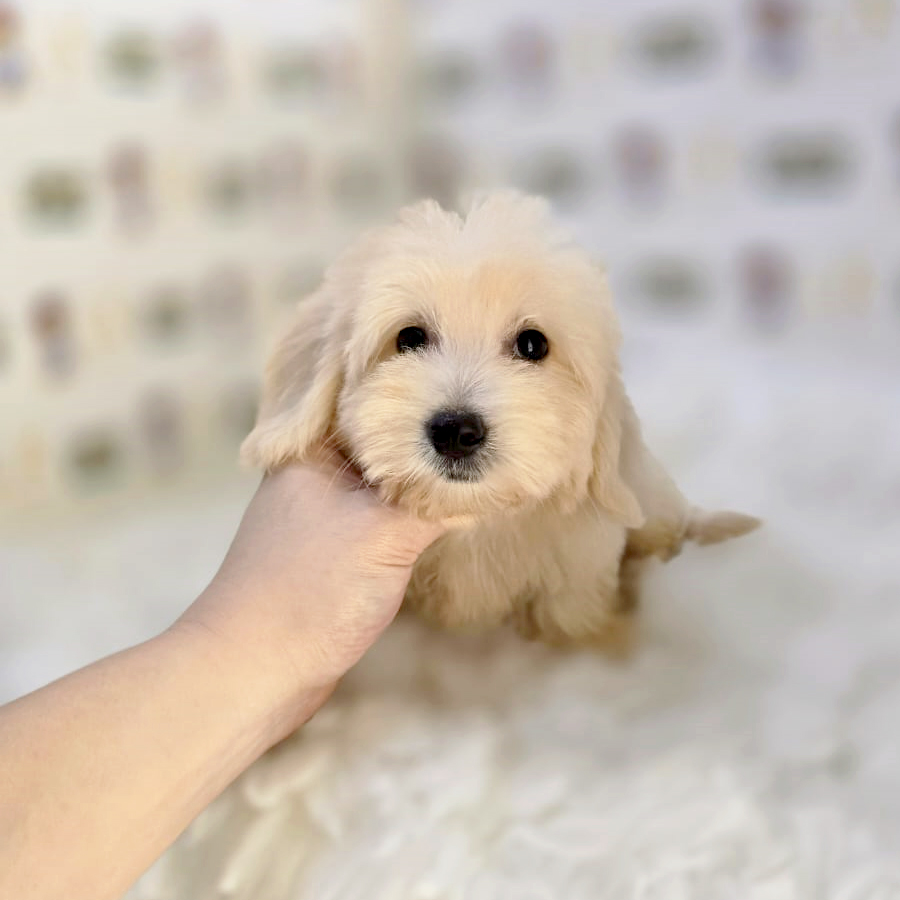 Maltipoo Puppy (Male) For Sale
