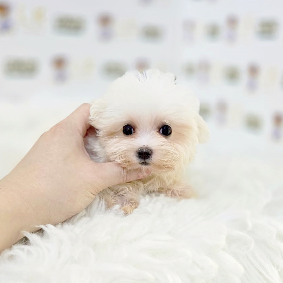Tiny Maltese Puppy (Female) For Sale