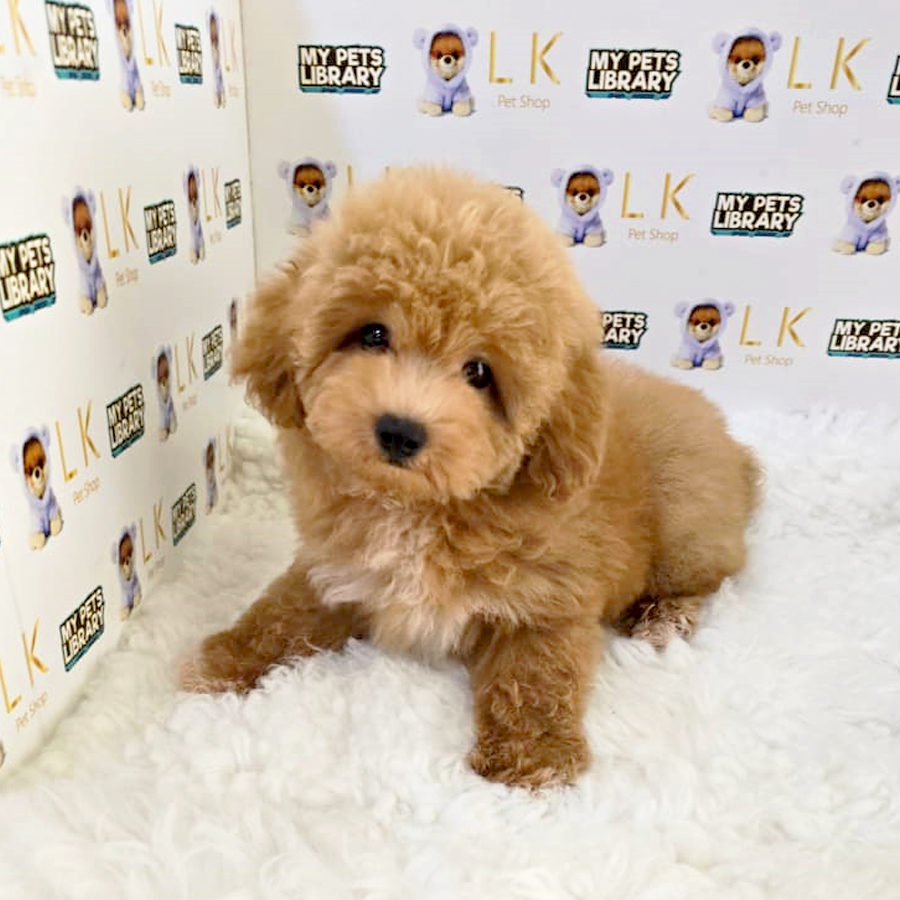 Maltipoo Puppy (Male) For Sale