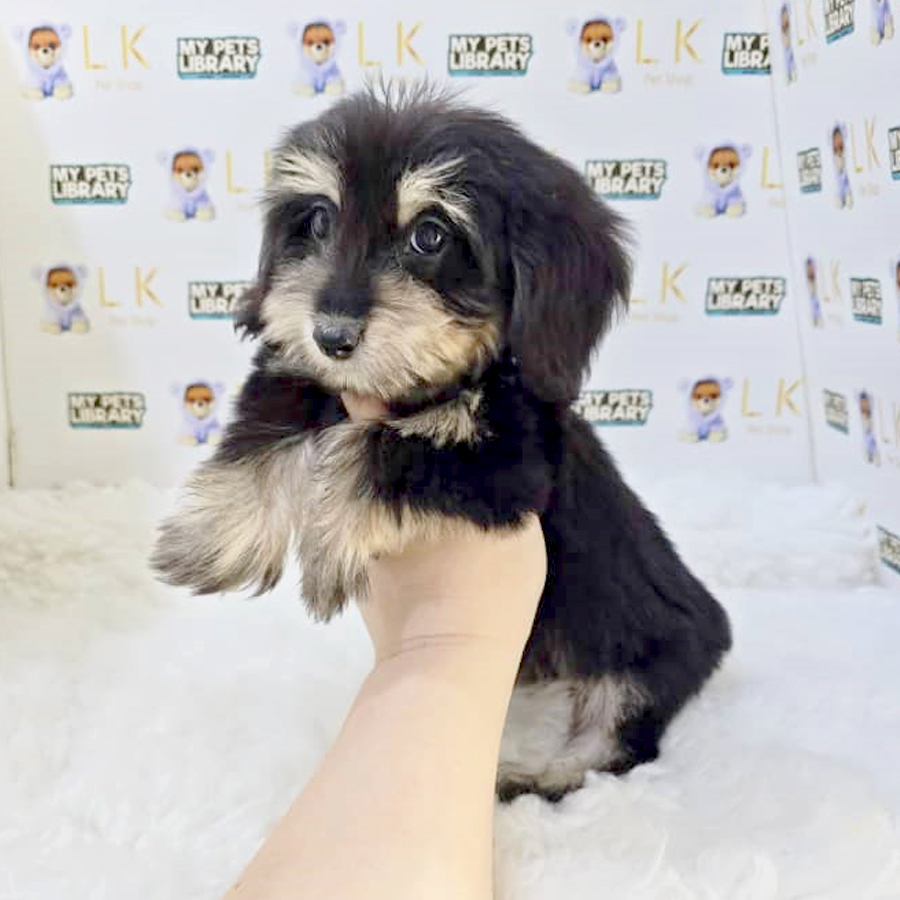 Dachshund Mix Maltese Puppy (Female) For Sale