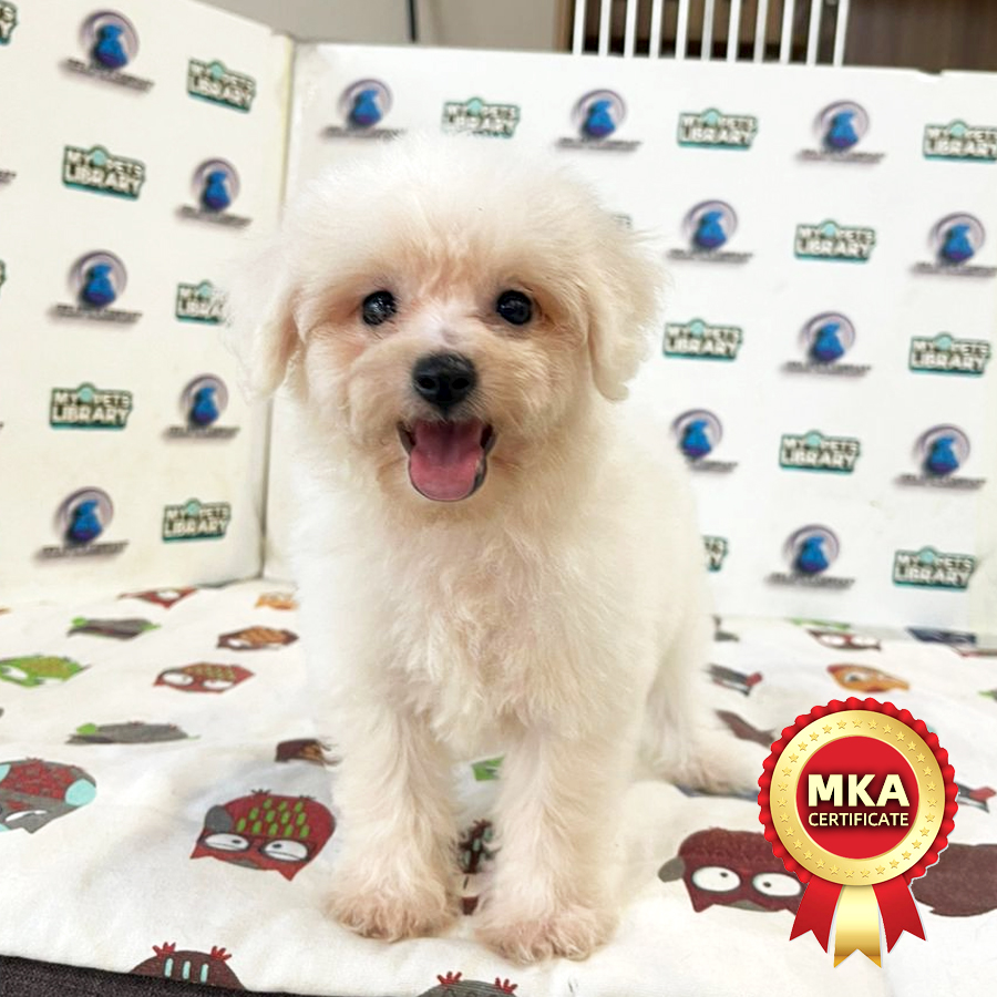 MKA Bichon Puppy (Female) For Sale