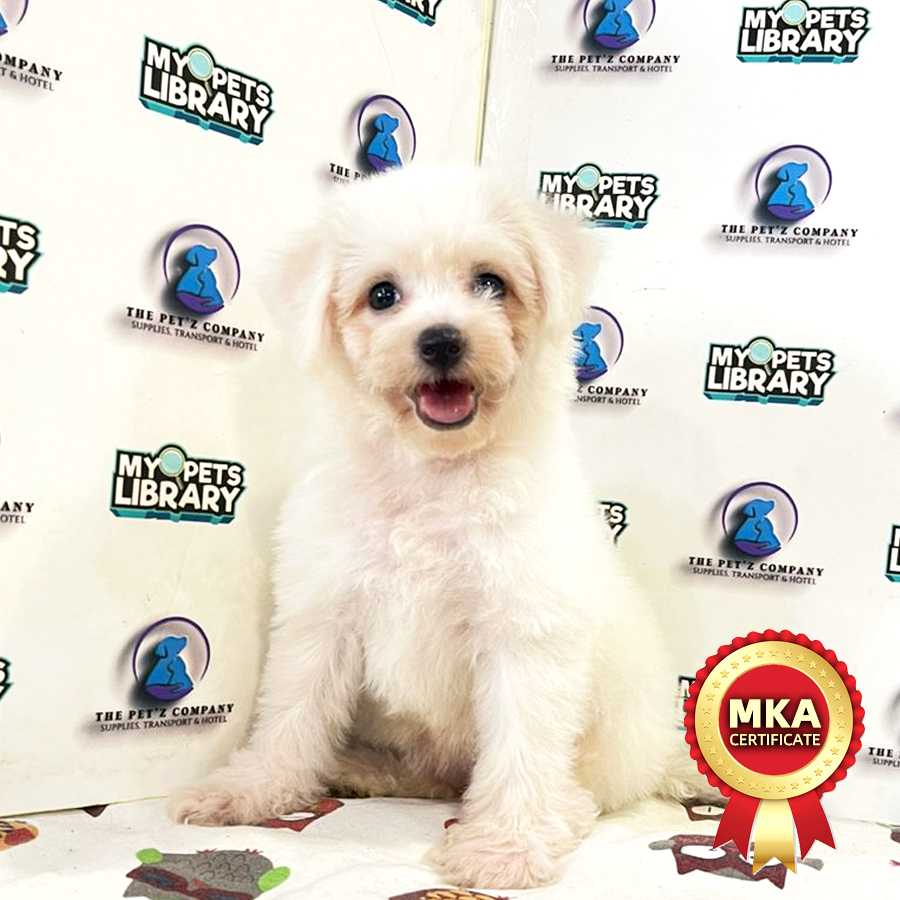 MKA Bichon Puppy (Female) For Sale