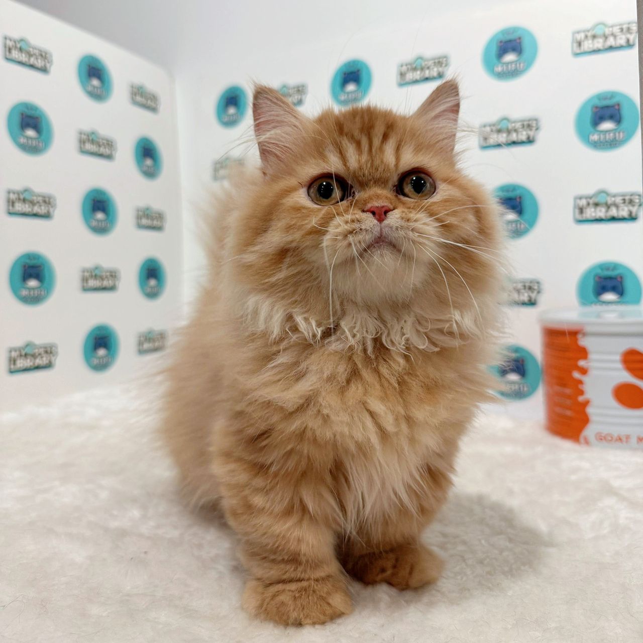 Super Short Minuet Napoleon Kitten (Male) For Sale