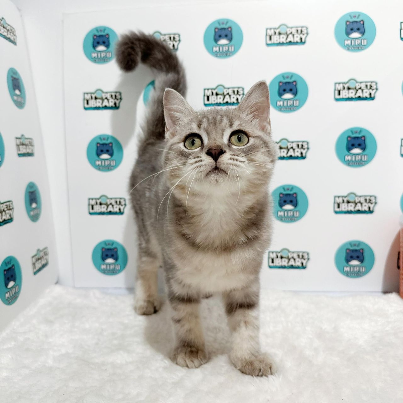 British Shorthair Kitten (Male) For Sale