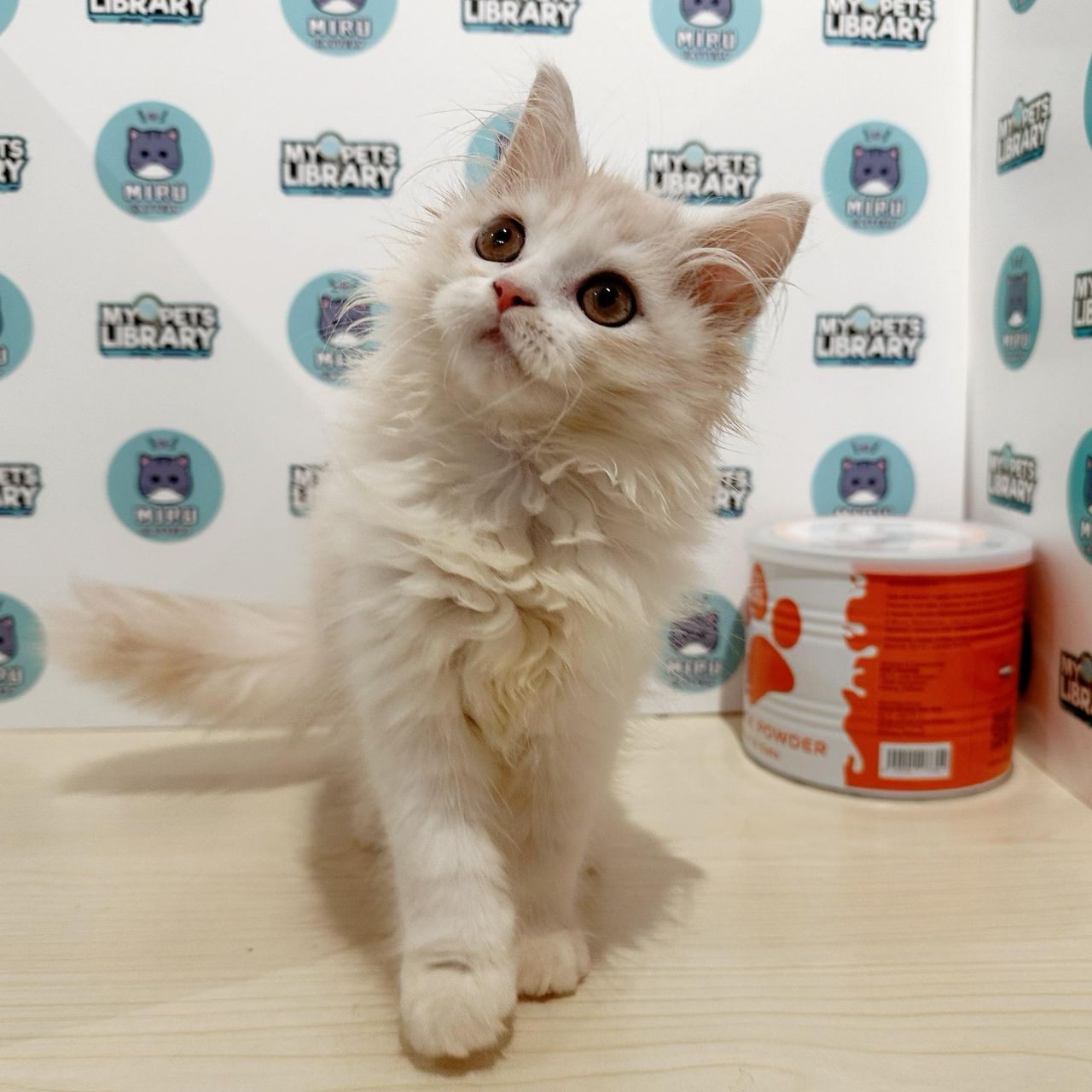Scottish Straight Kitten (Male) For Sale