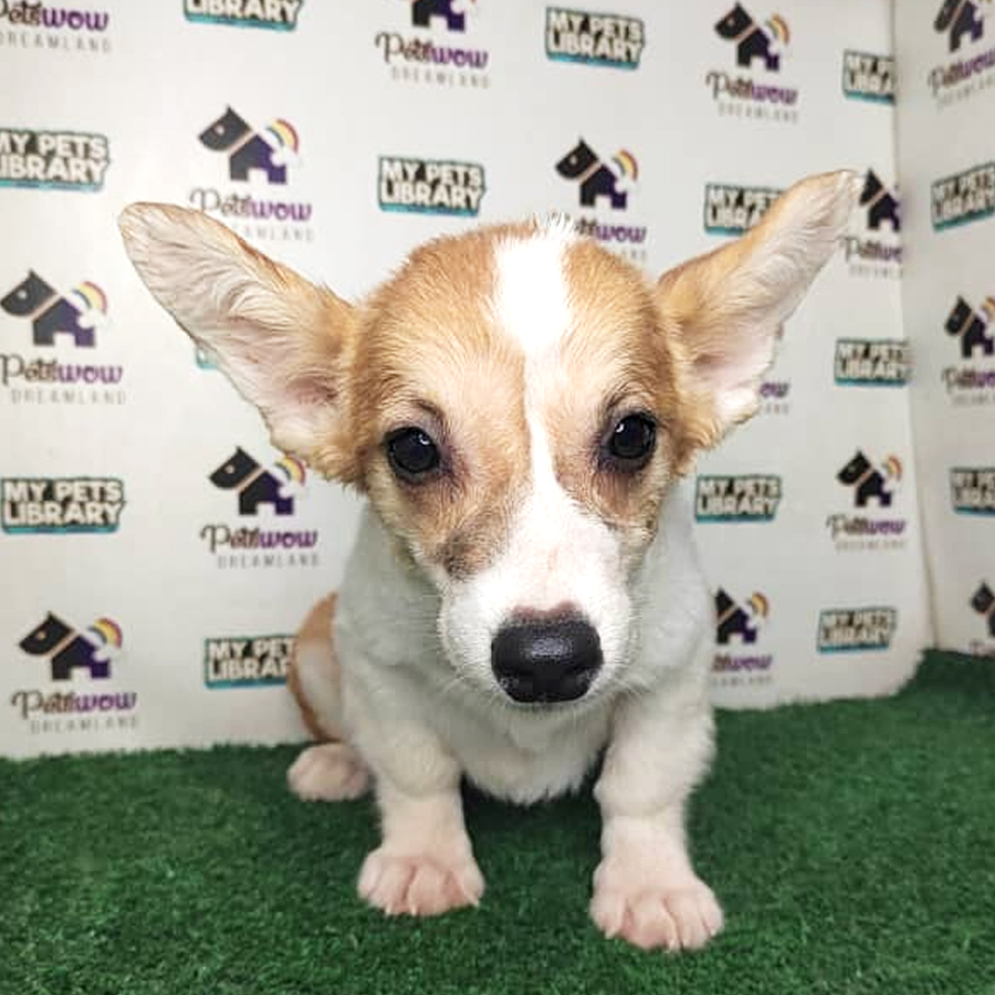Pembroke Welsh Corgi Puppy (Female) For Sale
