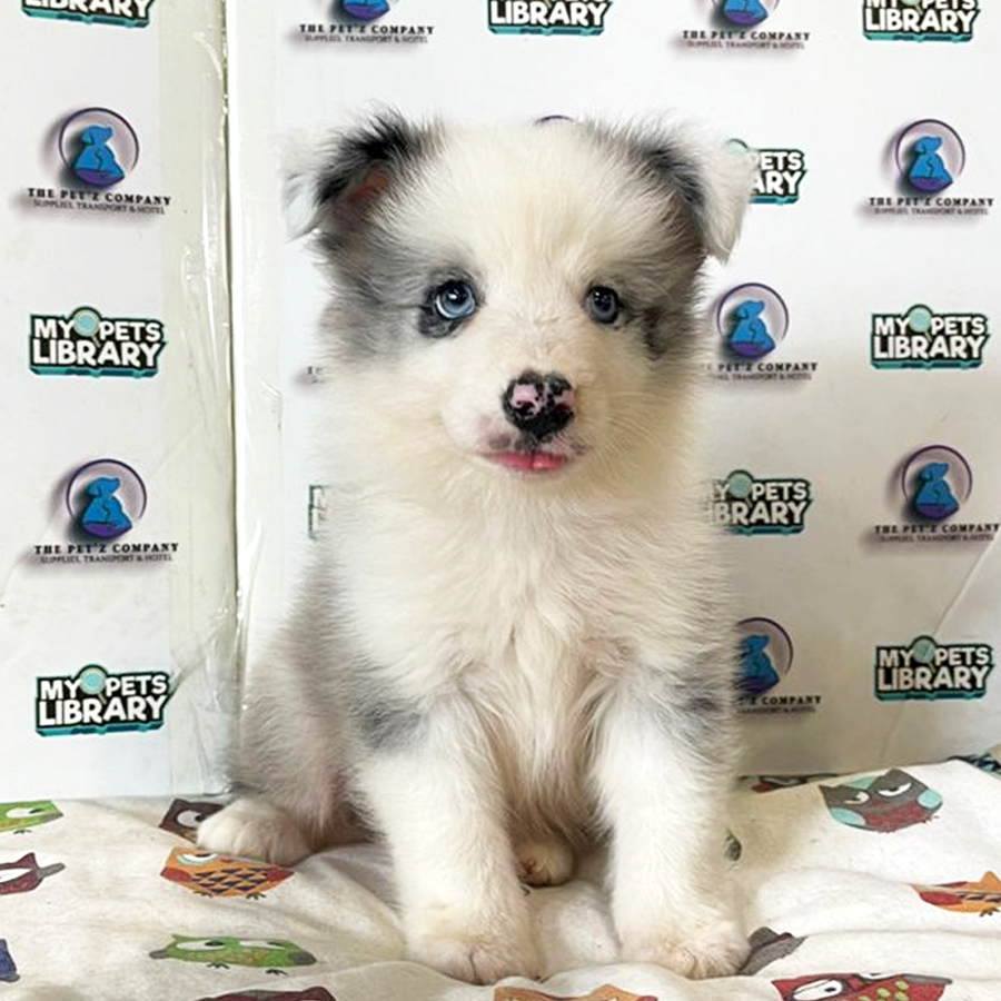 Border Collie Puppy (Male) For Sale