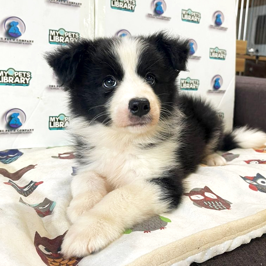 Border Collie Puppy (Male) For Sale
