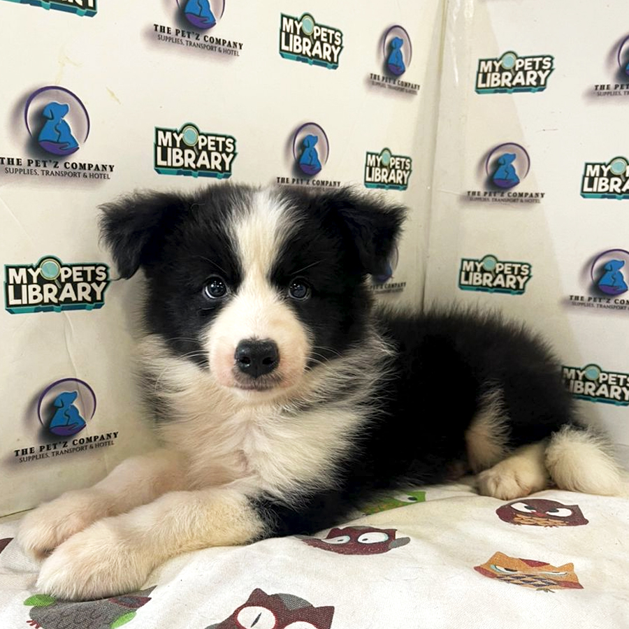 Border Collie Puppy (Female) For Sale