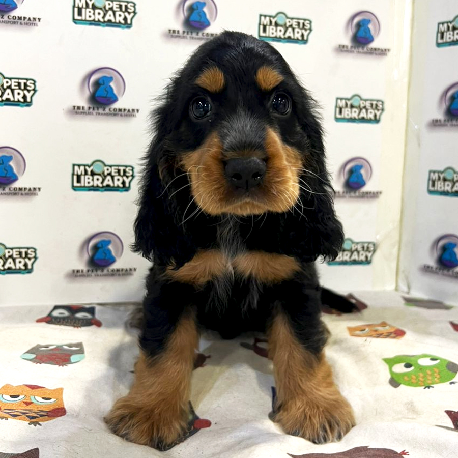 Cocker Spaniel Puppy (Male) For Sale