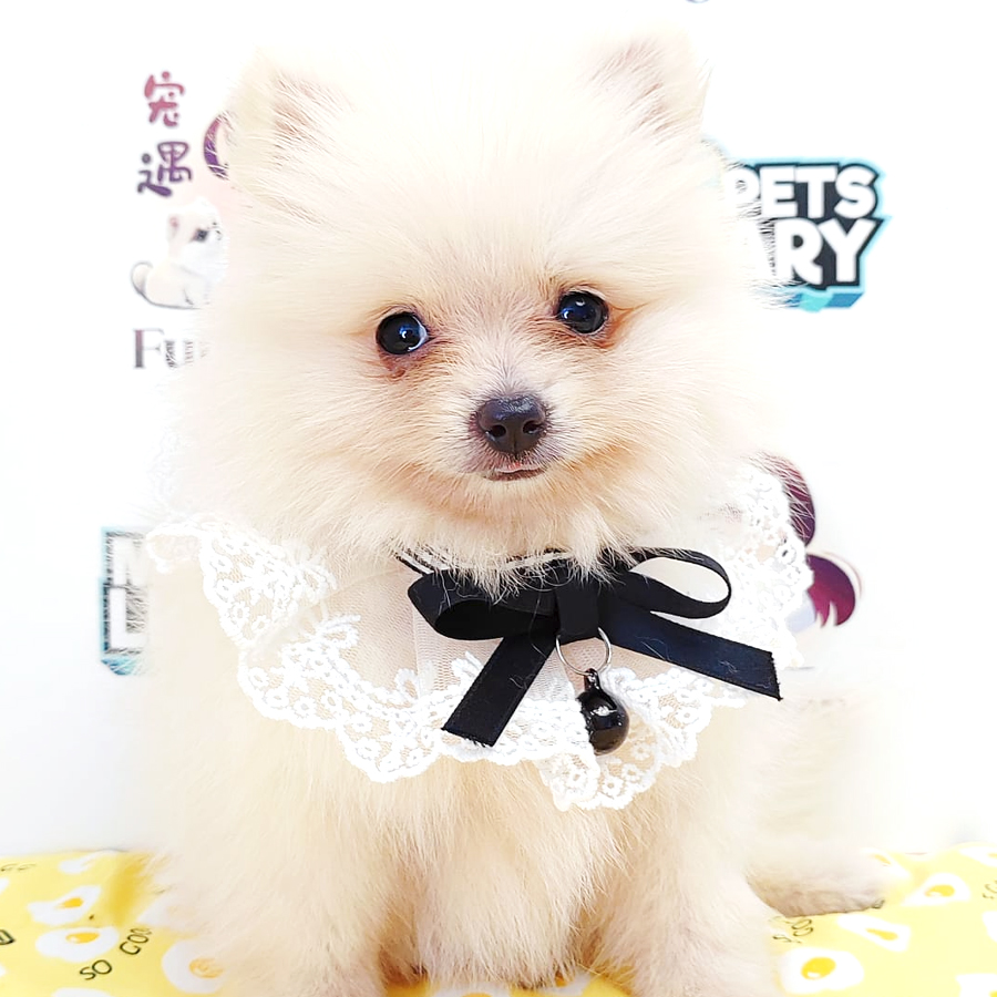 Pomeranian Puppy (Female) For Sale