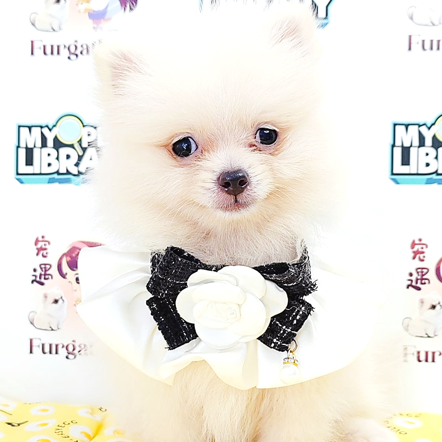 Pomeranian Puppy (Female) For Sale