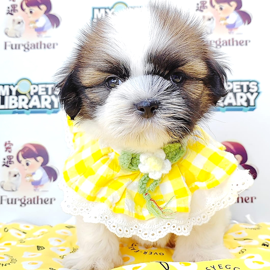 Shih Tzu Puppy (Female) For Sale