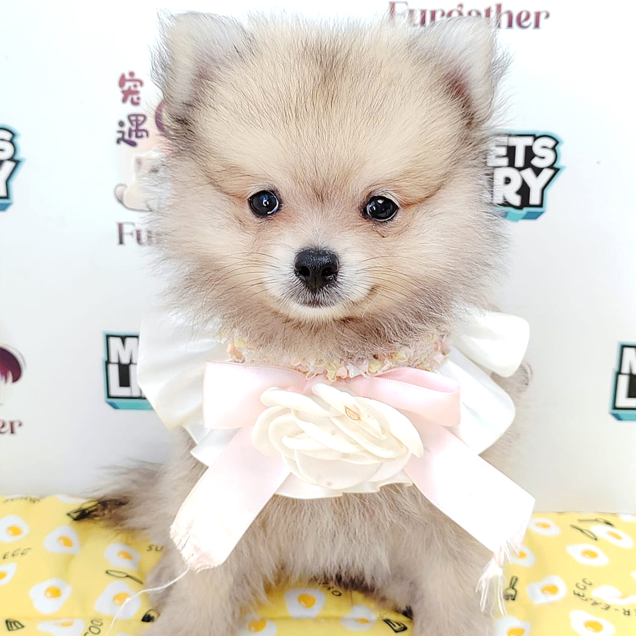 Pomeranian Puppy (Male) For Sale