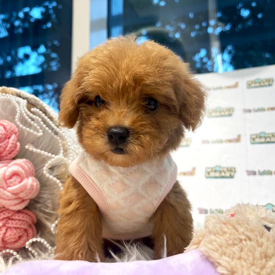 Tiny Poodle Puppy (Female) For Sale