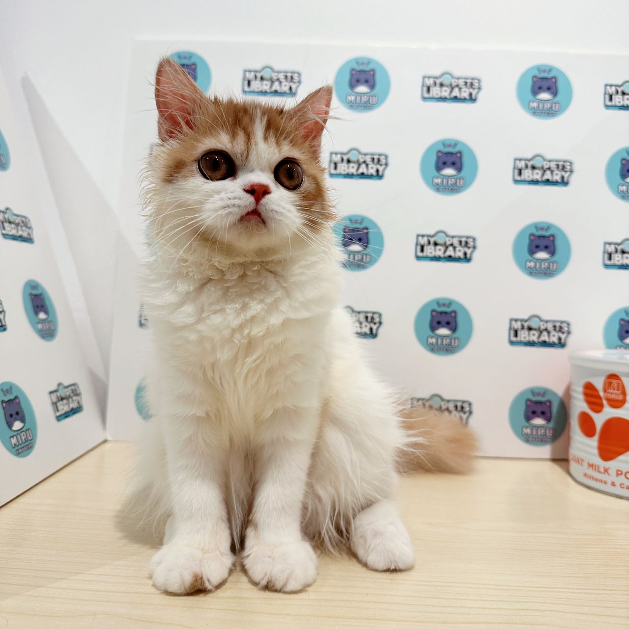Persian Kitten (Female) For Sale