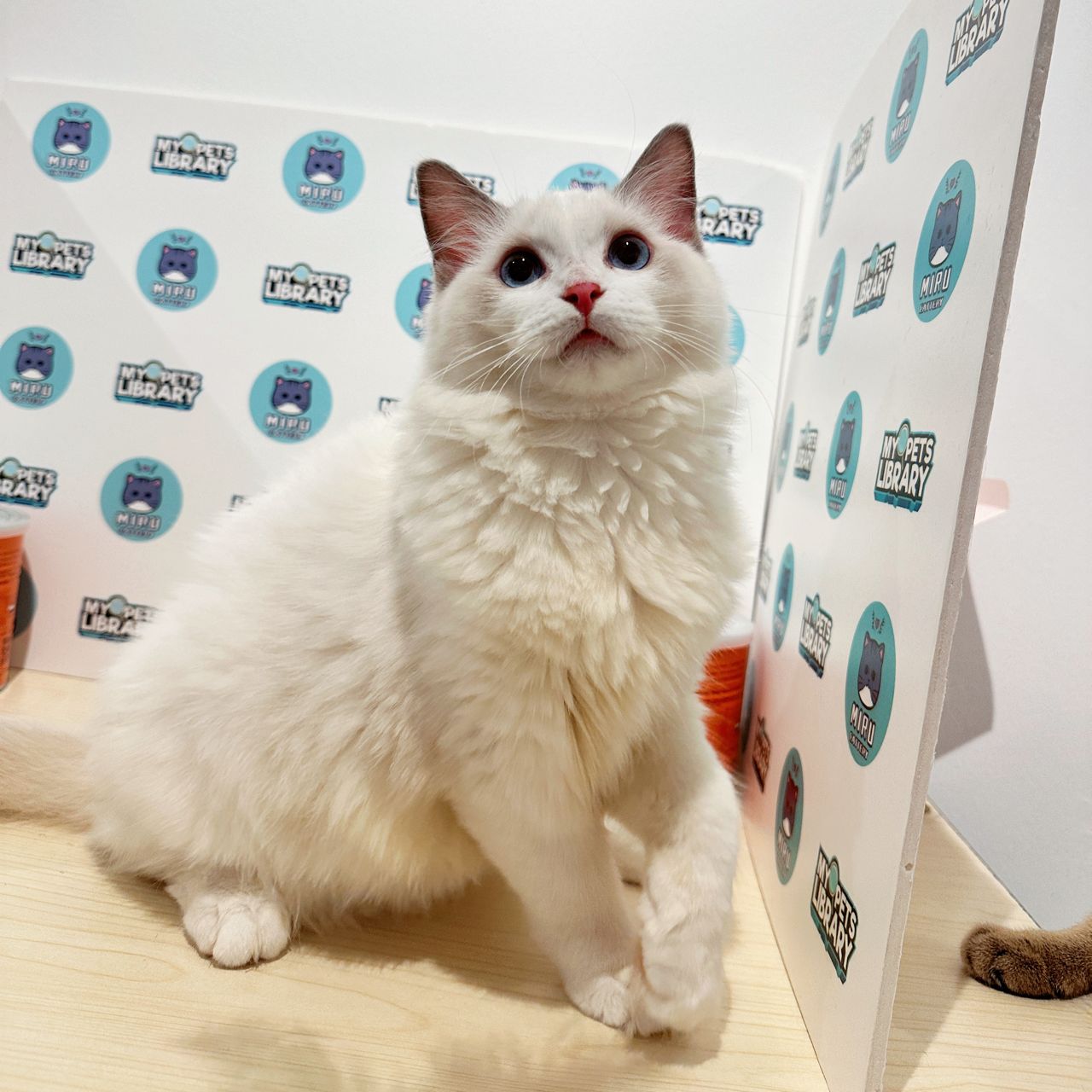 Ragdoll Kitten (Female) For Sale