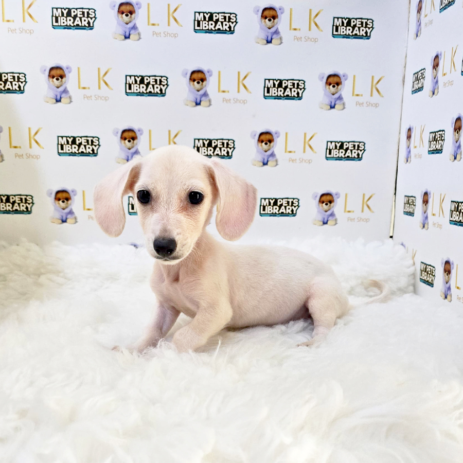 Dachshund Puppy (Male) For Sale