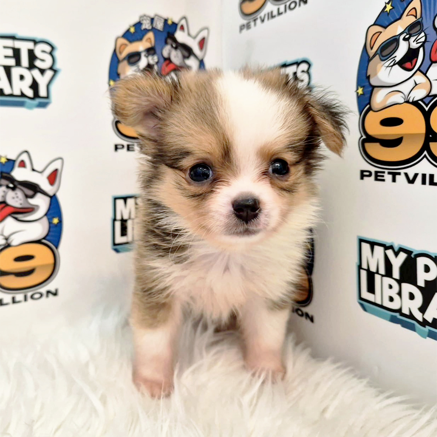 Long Coat Chihuahua Puppy (Male) For Sale