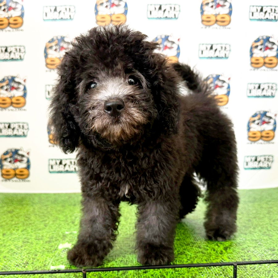 Toy Poodle Puppy (Female) For Sale