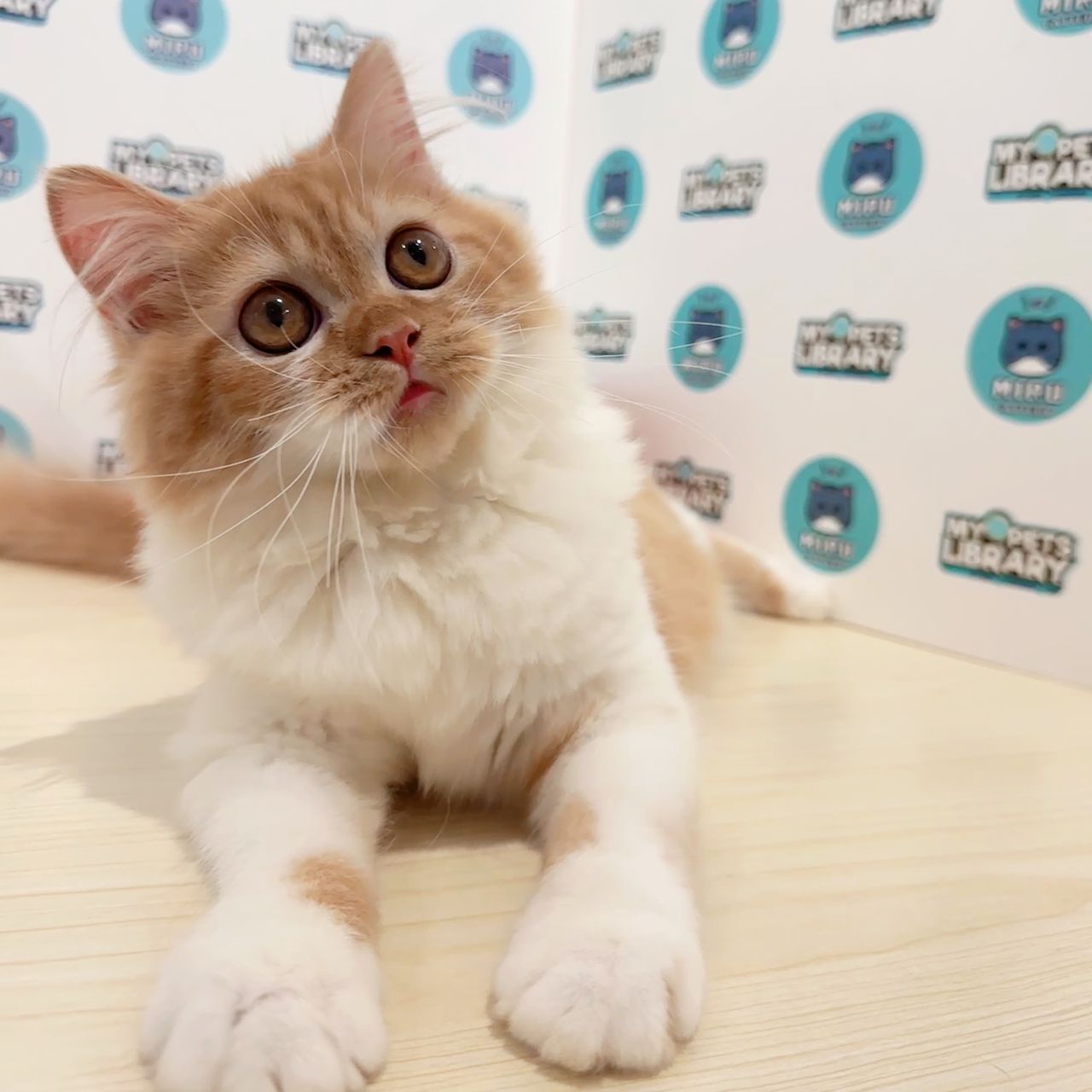 Persian Kitten (Female) For Sale