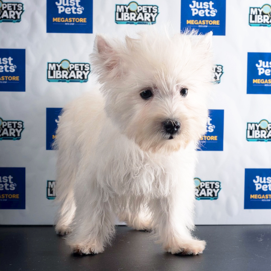 West Highland Terrier Puppy (Female) For Sale