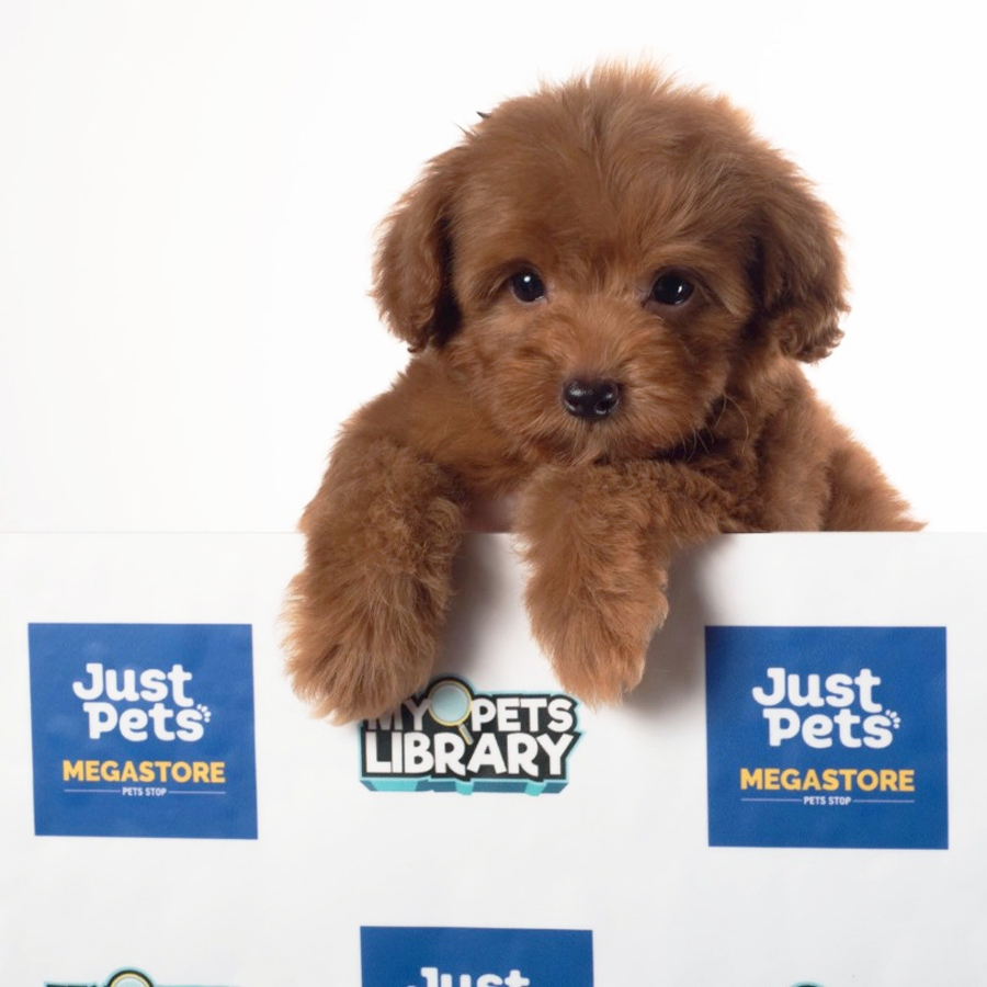 Toy Poodle Puppy (Male) For Sale