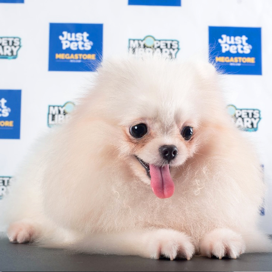 Pomeranian Puppy (Female) For Sale