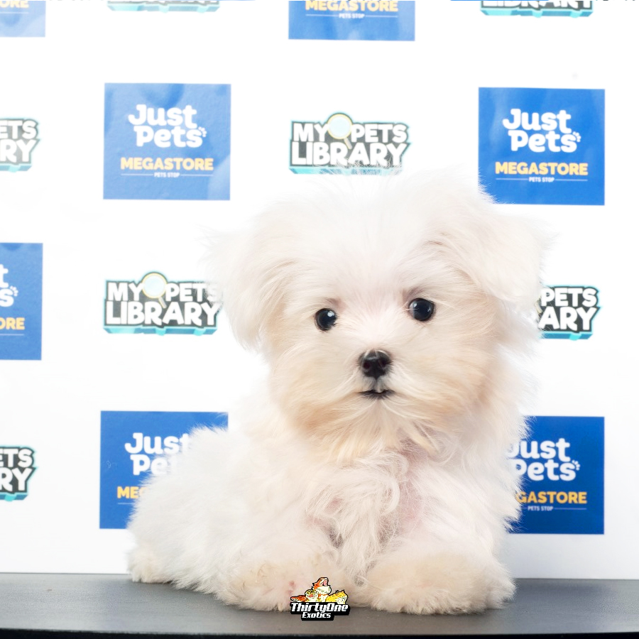 Maltese Puppy (Male) For Sale