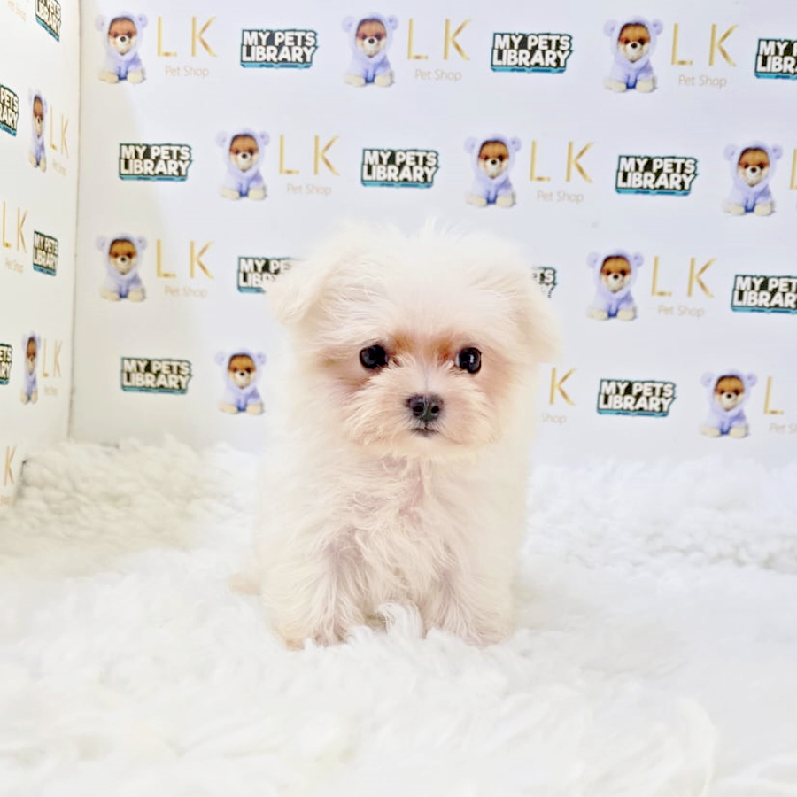 Maltipoo Puppy (Female) For Sale