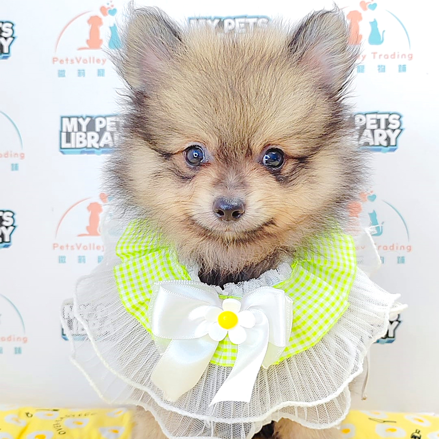 Pomeranian Puppy (Male) For Sale