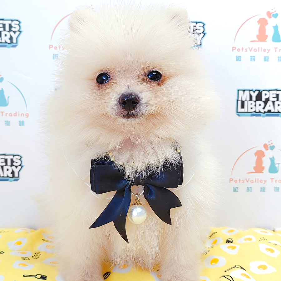 Pomeranian Puppy (Female) For Sale