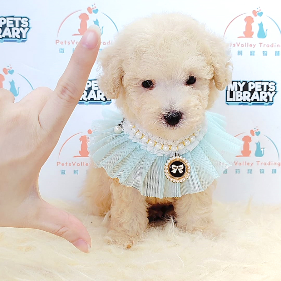 Tiny Poodle Puppy (Male) For Sale