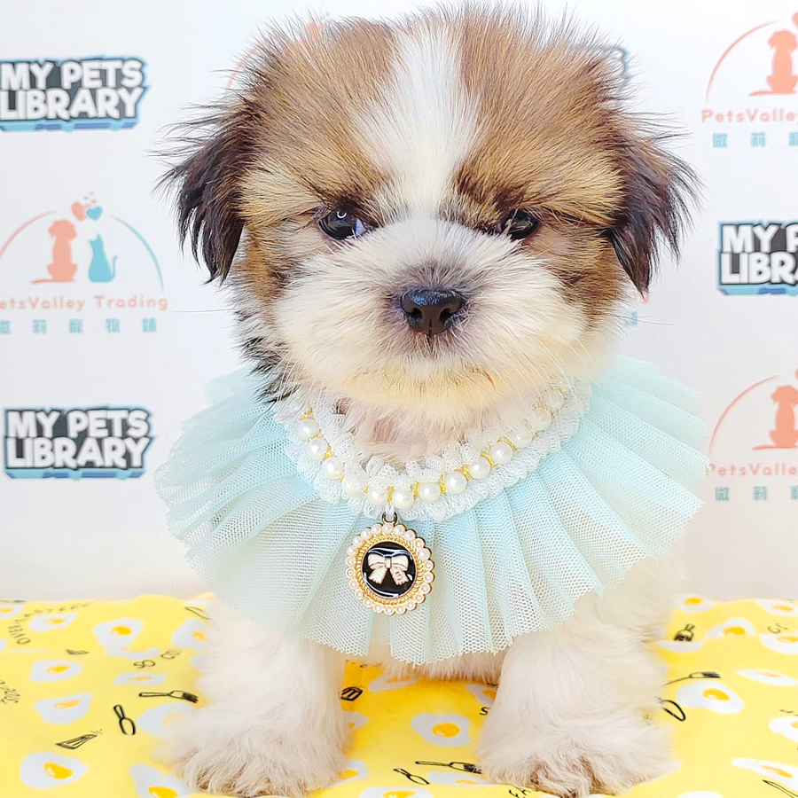 Shih Tzu Puppy (Female) For Sale