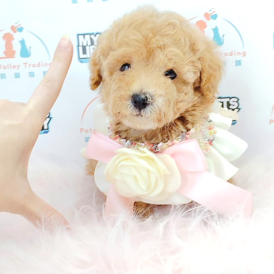 Tiny Poodle Puppy (Female) For Sale