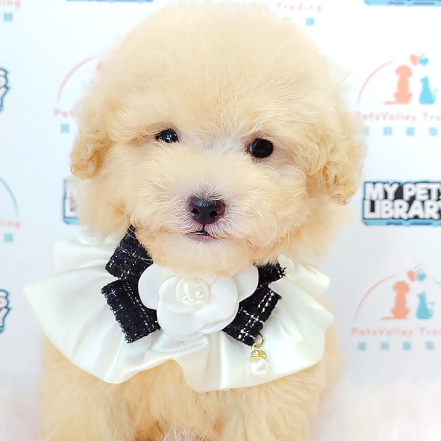 Tiny Poodle Puppy (Male) For Sale