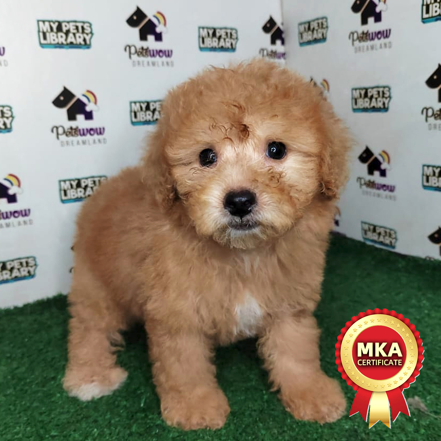 MKA Poodle Puppy (Female) For Sale