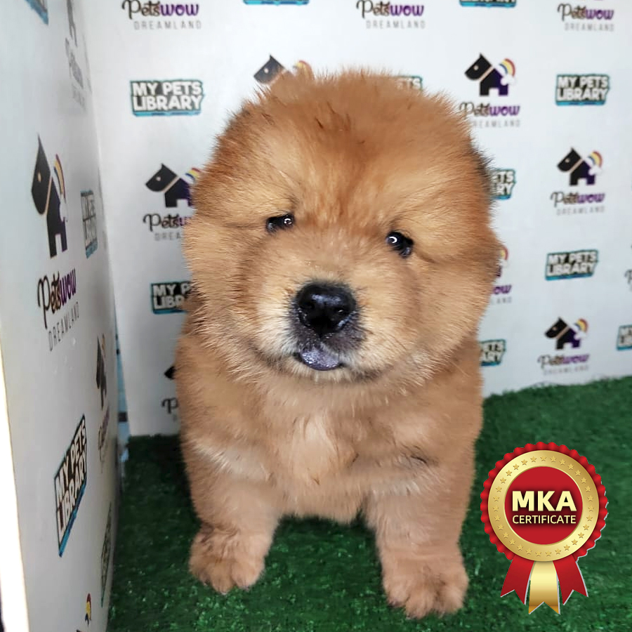 MKA Chow Chow Puppy (Male) For Sale