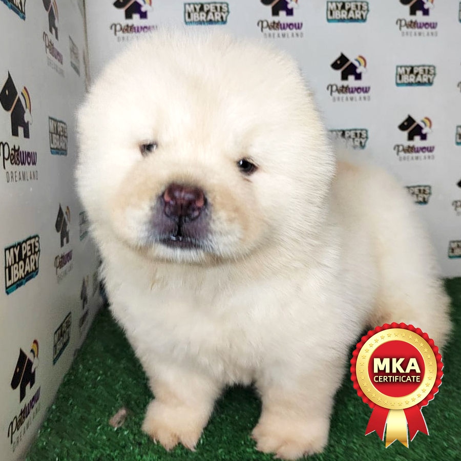 MKA Chow Chow Puppy (Male) For Sale