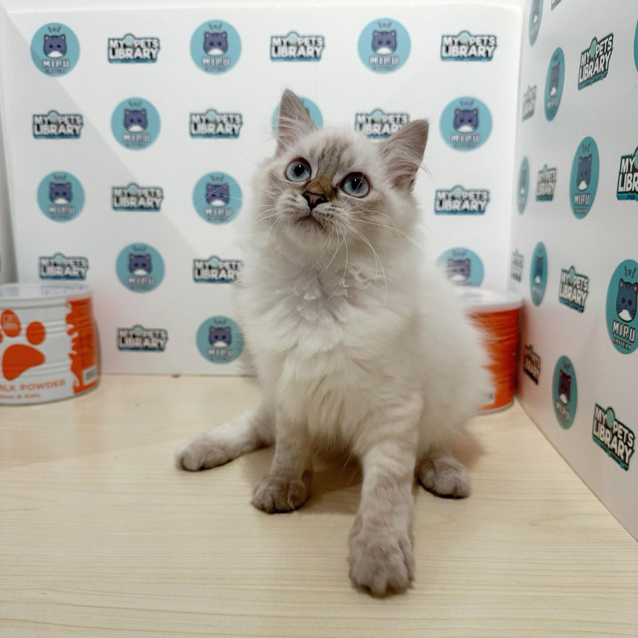 Himalayan Persian Kitten (Female) For Sale