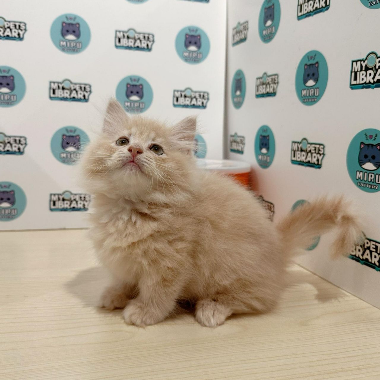 Super Short Munchkin Longhair Kitten (Male) For Sale