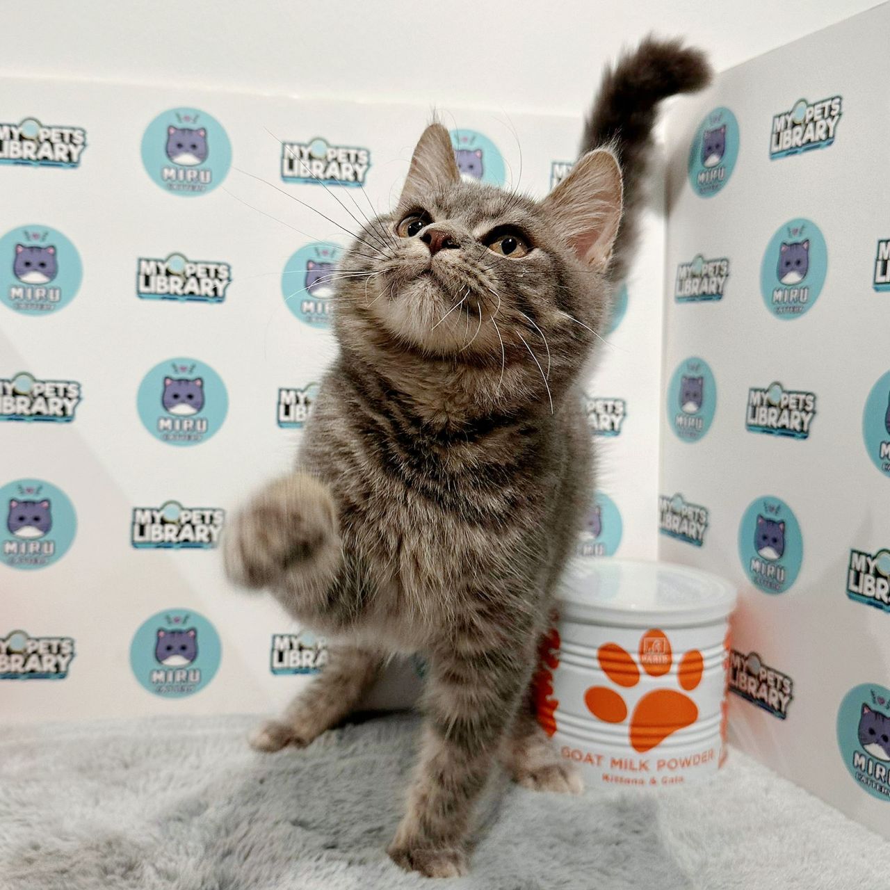 Maine Coon British Shorthair Kitten (Male) For Sale