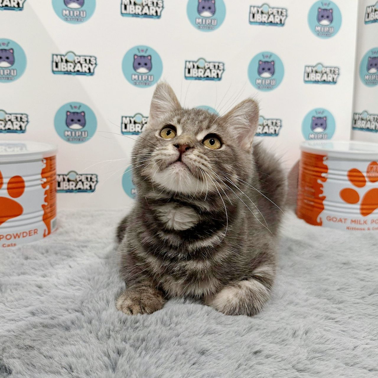 Maine Coon British Shorthair Kitten (Male) For Sale