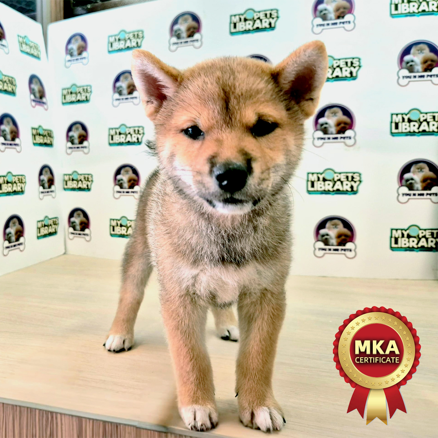 MKA Shiba Inu Puppy (Male) For Sale