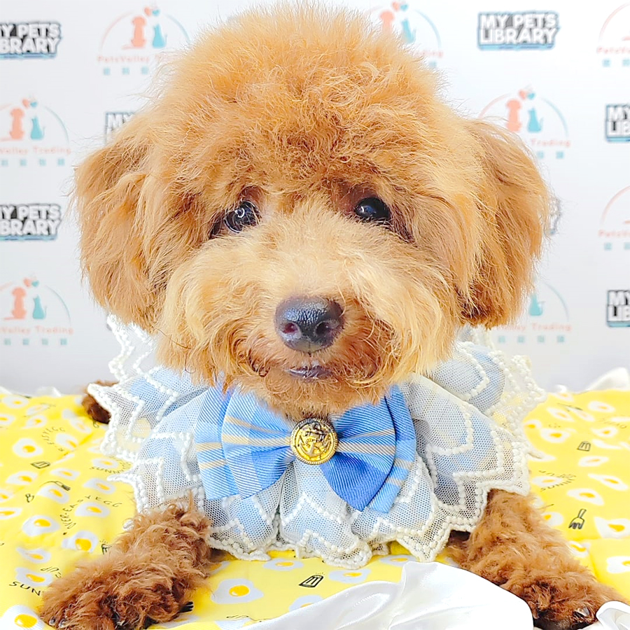Miniature Poodle Puppy (Male) For Sale