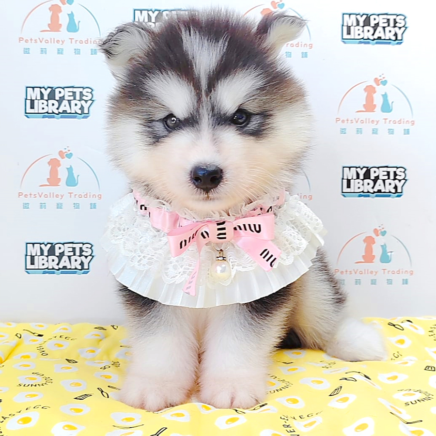 Wooly Husky Puppy (Male) For Sale