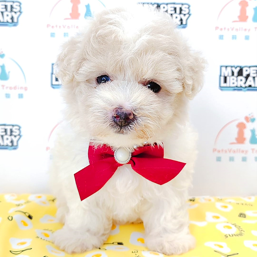 Tiny Poodle Puppy (Female) For Sale